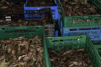 transport ilegal de raci si creveti depistat de politisti in judetul tulcea 689db48a5d0da