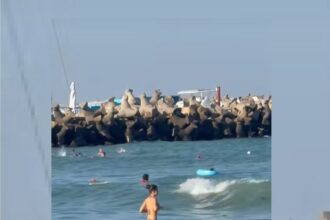 video alerta pe plaja din eforie nord un copil dus de valuri in larg a fost recuperat de salvamari 68b3e82e69492