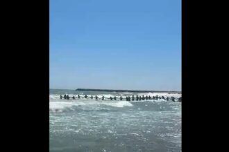 video emotionant turistii au facut lant uman la jupiter pentru a i scoate din valuri pe cei doi copii si barbatul de 35 de ani de pe plaja delta 68a077a91f8cf