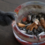 video fumatul pasiv poate afecta grav animalele de companie avertismentul medicilor veterinari pentru proprietarii de caini si pisici 68a93df282b39