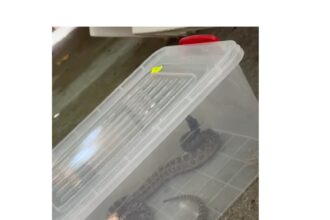 video interventie inedita a jandarmilor din constanta sarpe protejat capturat si eliberat in siguranta la 2 mai 6894992b87097