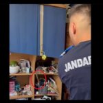 video un sarpe dintr o specie rara si protejata capturat de jandarmii de la detasamentul mangalia intr o casa din cumpana 68975082c890a