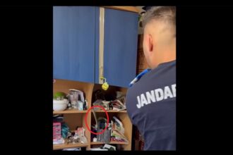 video un sarpe dintr o specie rara si protejata capturat de jandarmii de la detasamentul mangalia intr o casa din cumpana 68975082c890a