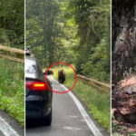 video ursii din romania au ajuns in presa internationala ce scrie new york times despre animalele care seamana teroare in satele de munte 68b14191832e9