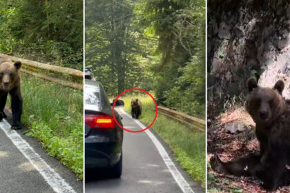 video ursii din romania au ajuns in presa internationala ce scrie new york times despre animalele care seamana teroare in satele de munte 68b14191832e9