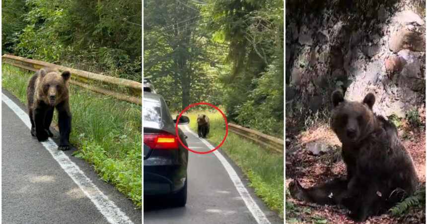 video ursii din romania au ajuns in presa internationala ce scrie new york times despre animalele care seamana teroare in satele de munte 68b14191832e9