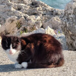 ziua internationala a pisicilor pe 8 august prietenele noastre feline sunt simboluri ale curajului si tandretei 68958786b0fff