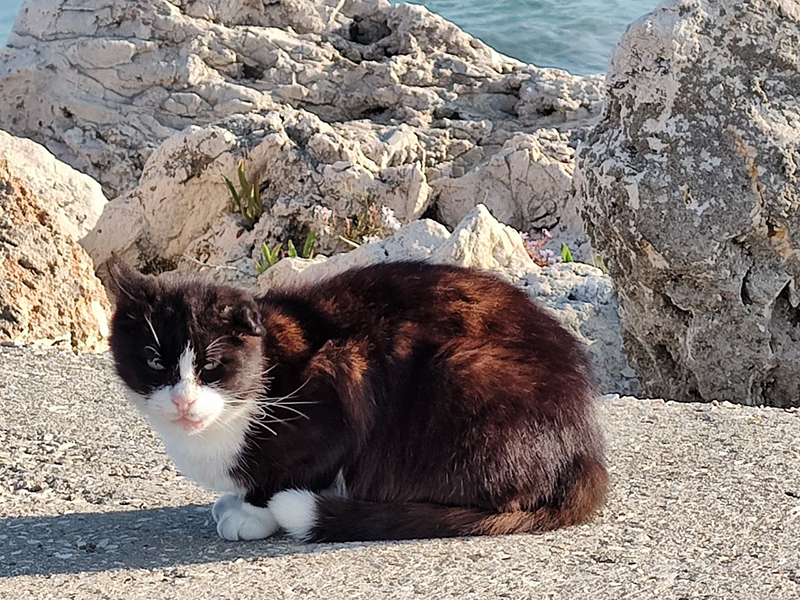 ziua internationala a pisicilor pe 8 august prietenele noastre feline sunt simboluri ale curajului si tandretei 68958786b0fff