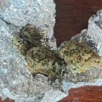 adolescent depistat de jandarmi cu substante interzise in municipiul constanta 68c806254fe07
