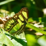 expozitie cu specii spectaculoase de fluturi tropicali vii la gradina botanica din cluj 68cfe16acb791