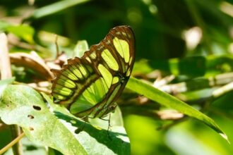 expozitie cu specii spectaculoase de fluturi tropicali vii la gradina botanica din cluj 68cfe16acb791