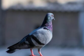 femeie cercetata dupa ce a prins si a mancat un porumbel 68c472497ddaa