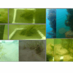 foto pajisti marine de iarba de mare si recife artificiale create in eforie olimp jupiter neptun si venus este cel mai mare proiect de mediu din istoria romaniei 68d906bb99a78