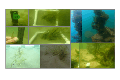 foto pajisti marine de iarba de mare si recife artificiale create in eforie olimp jupiter neptun si venus este cel mai mare proiect de mediu din istoria romaniei 68d906bb99a78