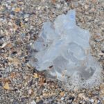 foto spectacol trist pe plaja din mamaia zeci de meduze albastre moarte aruncate de furtuna la mal 68c6d46f02486