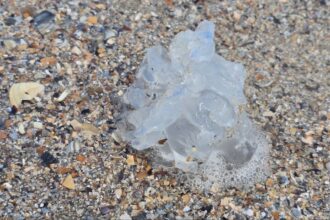 foto spectacol trist pe plaja din mamaia zeci de meduze albastre moarte aruncate de furtuna la mal 68c6d46f02486