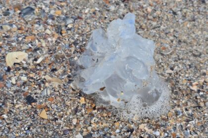 foto spectacol trist pe plaja din mamaia zeci de meduze albastre moarte aruncate de furtuna la mal 68c6d46f02486
