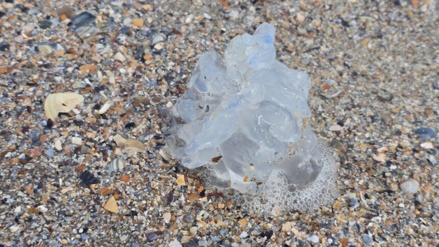 foto spectacol trist pe plaja din mamaia zeci de meduze albastre moarte aruncate de furtuna la mal 68c6d46f02486