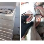 foto video cjpc constanta amenzi pentru magazinele care vindeau peste periculos pentru consumatori 68baece2a382b