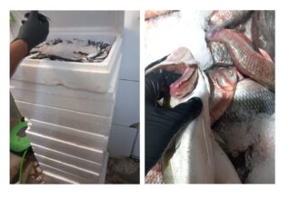 foto video cjpc constanta amenzi pentru magazinele care vindeau peste periculos pentru consumatori 68baece2a382b