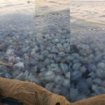 fotovideo invazie de meduze la agigea explicatia specialistilor 68b960ad881ba