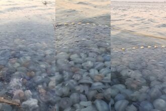 fotovideo invazie de meduze la agigea explicatia specialistilor 68b960ad881ba