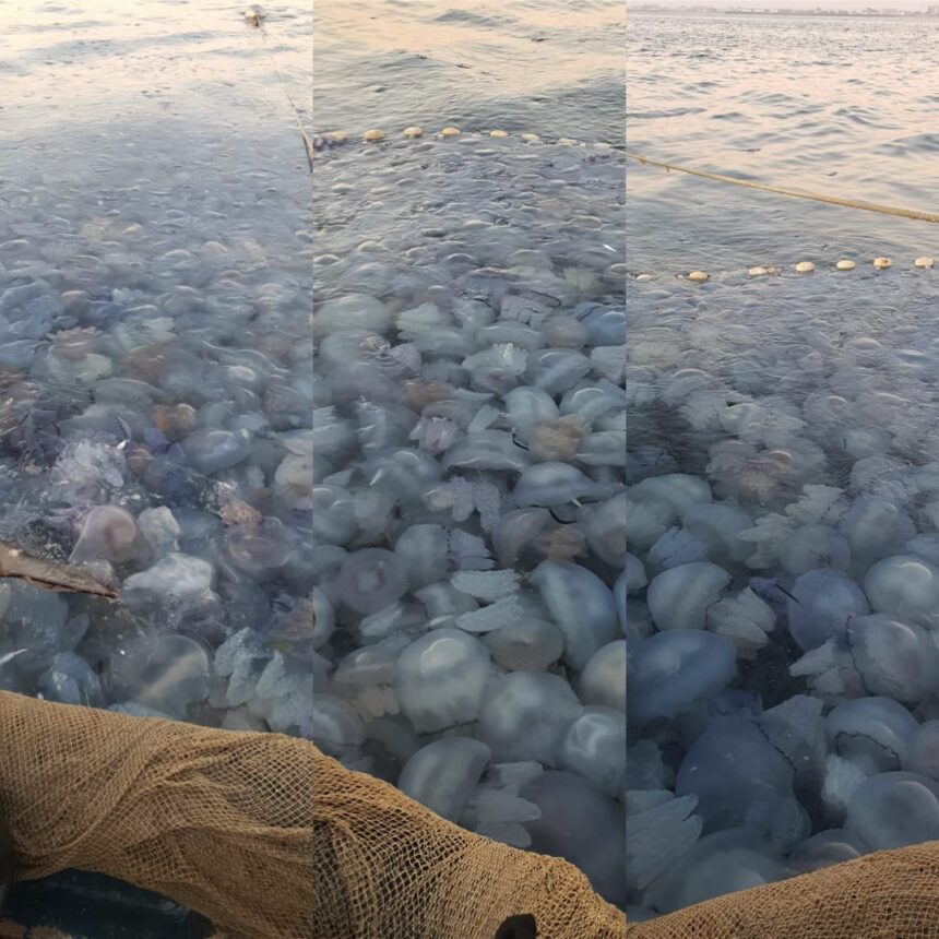 fotovideo invazie de meduze la agigea explicatia specialistilor 68b960ad881ba