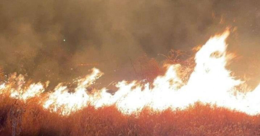 incendiu puternic de vegetatie in apropiere de ploiesti 80 de hectare au fost mistuite zeci de pompieri mobilizati 68bd0487a7a3e