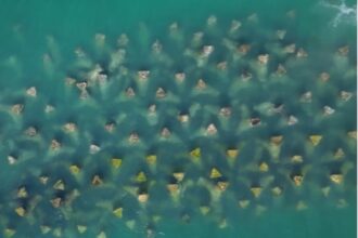 pajisti de iarba de mare si recife artificiale create in marea neagra 68c810e376d8c