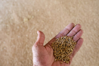 rusia autoritatile au declarat nivel de urgenta federal in regiunea cu cea mai mare productie de grau 68d933835f8f4