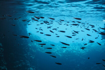 sapte din noua limite planetare au fost depasite oceanele devin mai acide cercetatorii trag un semnal de alarma 68d537f12ab81