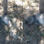 scandalul pisicilor moarte in constanta a escaladat presedintele unei asociatii de proprietari a fost amenintat iar cazul a ajuns in instanta 68c9da5a2bf10