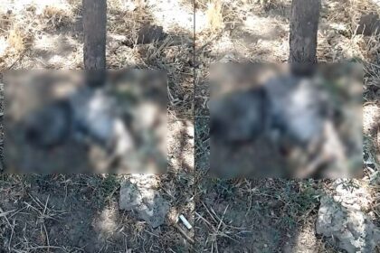 scandalul pisicilor moarte in constanta a escaladat presedintele unei asociatii de proprietari a fost amenintat iar cazul a ajuns in instanta 68c9da5a2bf10