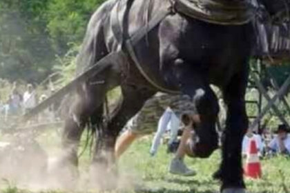 un judet din romania interzice concursurile cu cai care trag diferite greutati prevenim cruzimea fata de animale 68c062cb48b4b