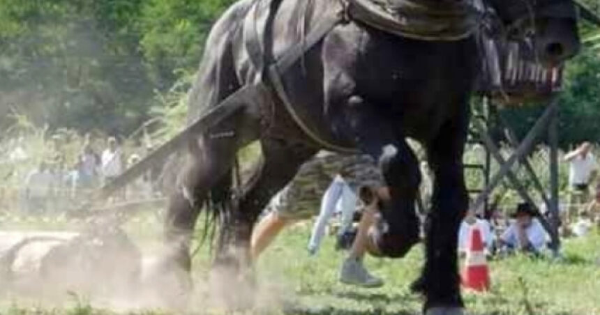 un judet din romania interzice concursurile cu cai care trag diferite greutati prevenim cruzimea fata de animale 68c062cb48b4b