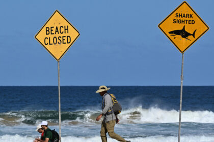 un surfer a fost ucis de un rechin in australia este primul astfel de atac mortal in sydney din 2022 incoace 68bc173848795