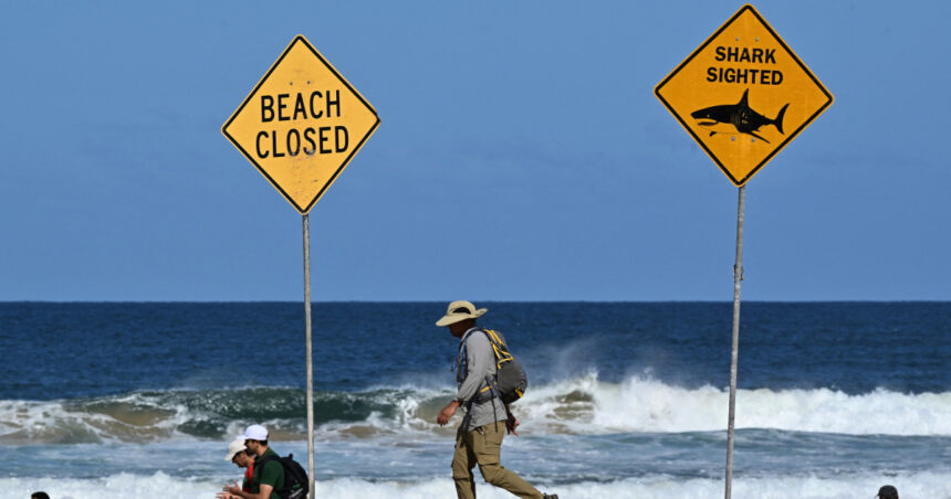 un surfer a fost ucis de un rechin in australia este primul astfel de atac mortal in sydney din 2022 incoace 68bc173848795