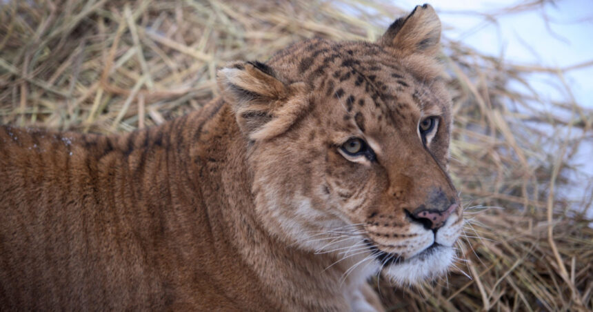 video copil de 5 ani muscat de un ligru la zoo in suceava incidentul vine dupa ce o fetita a fost atacata de o maimuta 68b860488c7a4