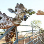 video efectul omului asupra animalelor la zoo care sunt animalele care se bucura ca ne vad dar si cele deranjate de prezenta vizitatorilor 68d76cf28312b