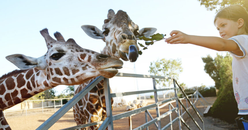 video efectul omului asupra animalelor la zoo care sunt animalele care se bucura ca ne vad dar si cele deranjate de prezenta vizitatorilor 68d76cf28312b