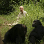Jane Goodall, simbol al protecției mediului și expertă în primatologie, ne-a părăsit la vârsta de 91 de ani. 2 a murit jane goodall specialista in primatologie cunoscuta pentru campaniile sale de protectie a mediului avea 91 de ani 68dd923a7c2e5
