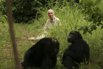 a murit jane goodall specialista in primatologie cunoscuta pentru campaniile sale de protectie a mediului avea 91 de ani 68dd923a7c2e5
