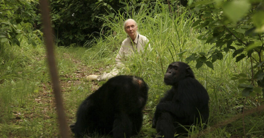 a murit jane goodall specialista in primatologie cunoscuta pentru campaniile sale de protectie a mediului avea 91 de ani 68dd923a7c2e5
