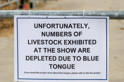 alerta epidemiologica in gorj focar de boala limbii albastre la bovine virusul se extinde in europa anunta expertii veterinari 68dd516d88f57