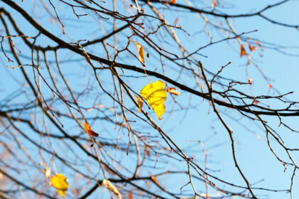 cum va fi vremea pana pe 17 noiembrie estimarile meteo pentru urmatoarele patru saptamani 68f722879fa88