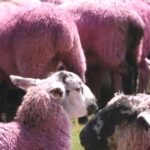 România se pregătește să lanseze o inovație globală: oaia cu blană roz! 3 romania pregateste omologarea unei premiere mondiale oaia cu lana roz 68f720f1cc688