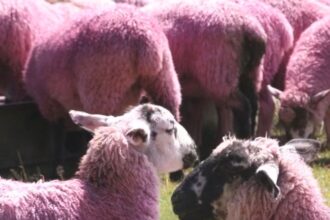 romania pregateste omologarea unei premiere mondiale oaia cu lana roz 68f720f1cc688