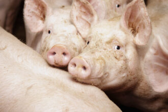 video a intrat frica in noi in populatie porcul de craciun rezervat inca din octombrie cu cat se vinde acum kilogramul 68ee0a07aa875