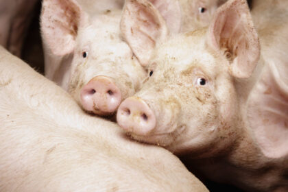 video a intrat frica in noi in populatie porcul de craciun rezervat inca din octombrie cu cat se vinde acum kilogramul 68ee0a07aa875