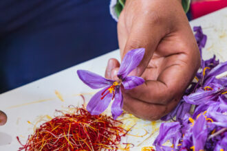 video cel mai scump condiment din lume este cultivat si in romania un singur gram de aur rosu este obtinut din 150 de flori 68f88a52b3cf8